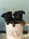Chihuahua Puppies for sale in Cape Coral, FL, USA. price: NA