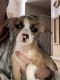 Chihuahua Puppies for sale in Northville, MI, USA. price: $600