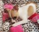 Chihuahua Puppies for sale in Norfolk, VA, USA. price: $1,995