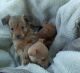Chihuahua Puppies for sale in Santa Ana, CA 92706, USA. price: $600