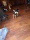 Chihuahua Puppies for sale in Prestonsburg, KY 41653, USA. price: NA