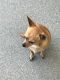 Chihuahua Puppies for sale in Quincy, MA, USA. price: $200