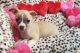 Chihuahua Puppies for sale in Norfolk, VA, USA. price: $2,495