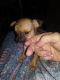 Chihuahua Puppies for sale in Anderson, SC, USA. price: $650