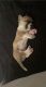 Chihuahua Puppies for sale in Hesperia, CA, USA. price: NA