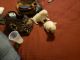 Chihuahua Puppies for sale in 3946 Forestside Dr, Columbus, GA 31907, USA. price: NA