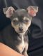Chihuahua Puppies for sale in Woodbridge, VA 22191, USA. price: NA