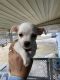 Chihuahua Puppies for sale in Crosby, TX 77532, USA. price: NA