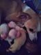 Chihuahua Puppies for sale in Okmulgee, OK 74447, USA. price: $300