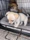Chihuahua Puppies for sale in Tacoma, WA, USA. price: $200