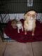Chihuahua Puppies for sale in Austin, TX, USA. price: $700