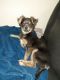 Chihuahua Puppies for sale in 4855 Boulder Hwy, Las Vegas, NV 89121, USA. price: NA