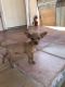 Chihuahua Puppies for sale in Laredo, TX, USA. price: NA
