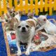 Chihuahua Puppies for sale in Charlotte, NC 28202, USA. price: $380