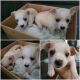 Chihuahua Puppies for sale in Brown Deer, WI, USA. price: $150