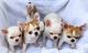 Chihuahua Puppies for sale in Charlotte, NC 28202, USA. price: $380