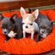 Chihuahua Puppies for sale in San Jose, CA, USA. price: $380
