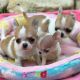 Chihuahua Puppies for sale in St. Louis, MO, USA. price: $380
