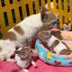 Chihuahua Puppies for sale in 33166 Popham Ln, Solon, OH 44139, USA. price: NA