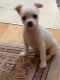 Chihuahua Puppies for sale in Oxford, OH 45056, USA. price: NA