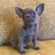 Chihuahua Puppies for sale in San Angelo, TX, USA. price: NA
