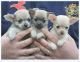 Chihuahua Puppies for sale in Peoria, IL, USA. price: NA