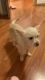 Chihuahua Puppies for sale in Seattle, WA, USA. price: NA