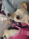 Chihuahua Puppies for sale in West Sacramento, CA, USA. price: NA