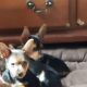Chihuahua Puppies