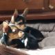 Chihuahua Puppies for sale in Bristol, PA 19007, USA. price: $1,400