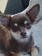 Chihuahua Puppies for sale in Hopkins, MN, USA. price: $375