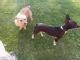 Chihuahua Puppies for sale in Bakersfield, CA, USA. price: NA