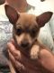 Chihuahua Puppies for sale in Binghamton, NY, USA. price: NA