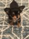 Chihuahua Puppies for sale in King, NC, USA. price: NA