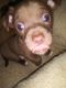 Chihuahua Puppies for sale in Morenci, MI 49256, USA. price: NA