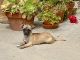 Chihuahua Puppies for sale in Oceanside, CA, USA. price: $500