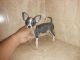 Chihuahua Puppies for sale in Philadelphia, PA, USA. price: $590