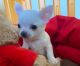 Chihuahua Puppies for sale in Chinatown, New York, NY, USA. price: NA