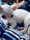 Chihuahua Puppies for sale in West Allis, WI, USA. price: $500