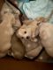 Chihuahua Puppies for sale in Tracy, CA, USA. price: $300