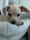 Chihuahua Puppies for sale in Honolulu, HI 96813, USA. price: $1,199