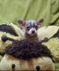 Chihuahua Puppies for sale in Shamokin, PA 17872, USA. price: $5,000