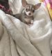 Chihuahua Puppies for sale in Shamokin, PA 17872, USA. price: $4,500