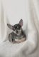 Chihuahua Puppies for sale in Shamokin, PA 17872, USA. price: $2,300