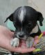 Chihuahua Puppies for sale in Lake View Terrace, CA 91342, USA. price: $600