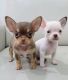 Chihuahua Puppies for sale in Beaver Dam, WI 53916, USA. price: NA