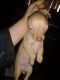 Chihuahua Puppies for sale in 1711 W Old Ridge Rd, Hobart, IN 46342, USA. price: $150