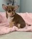 Chihuahua Puppies for sale in Arizona City, AZ 85123, USA. price: $700
