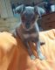 Chihuahua Puppies for sale in Gray, KY 40734, USA. price: NA