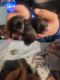 Chihuahua Puppies for sale in Middleburg, PA 17842, USA. price: $700